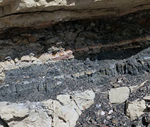 Coal Seam in the Mesa Verde Group