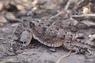 Horned Toad