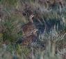 Female sage grouse