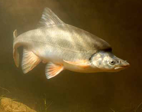 Humpback chub. Photo by Randall D. Babb.