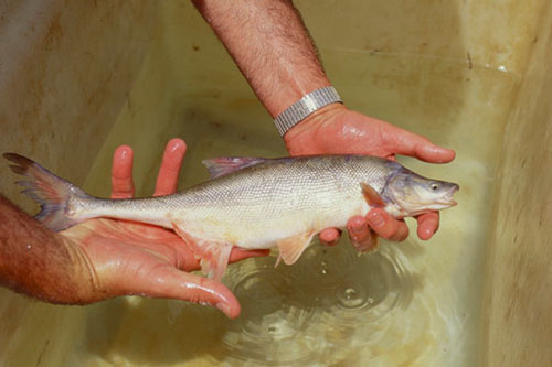 The last captured wild bonytail chub (Robin Silver)